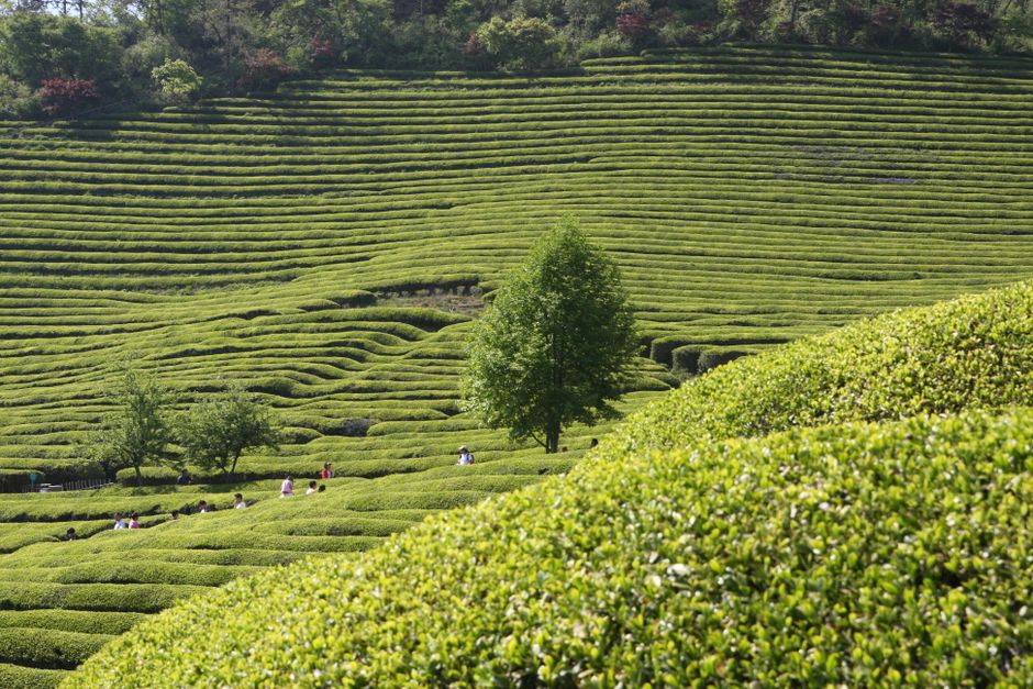 Campos de té, Boseong