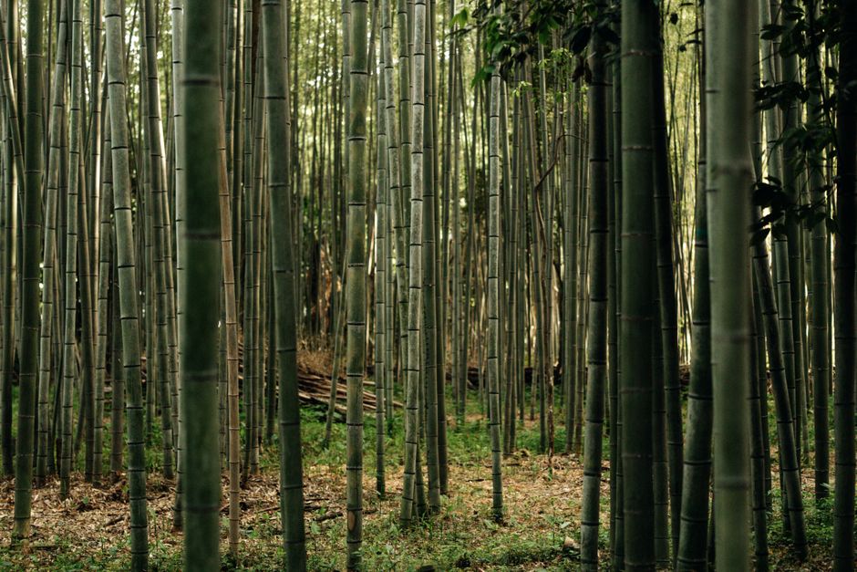 Bosque de bambú, Arashiyama, Kioto
