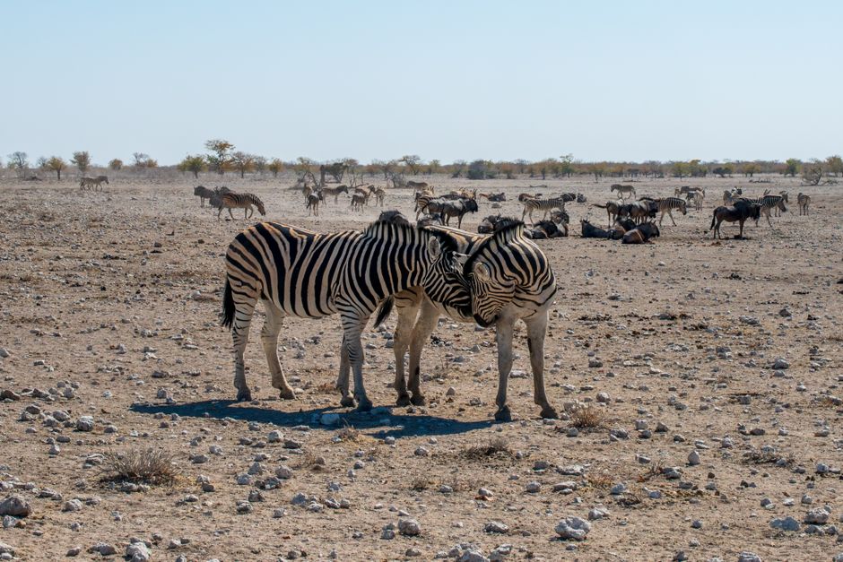Etosha