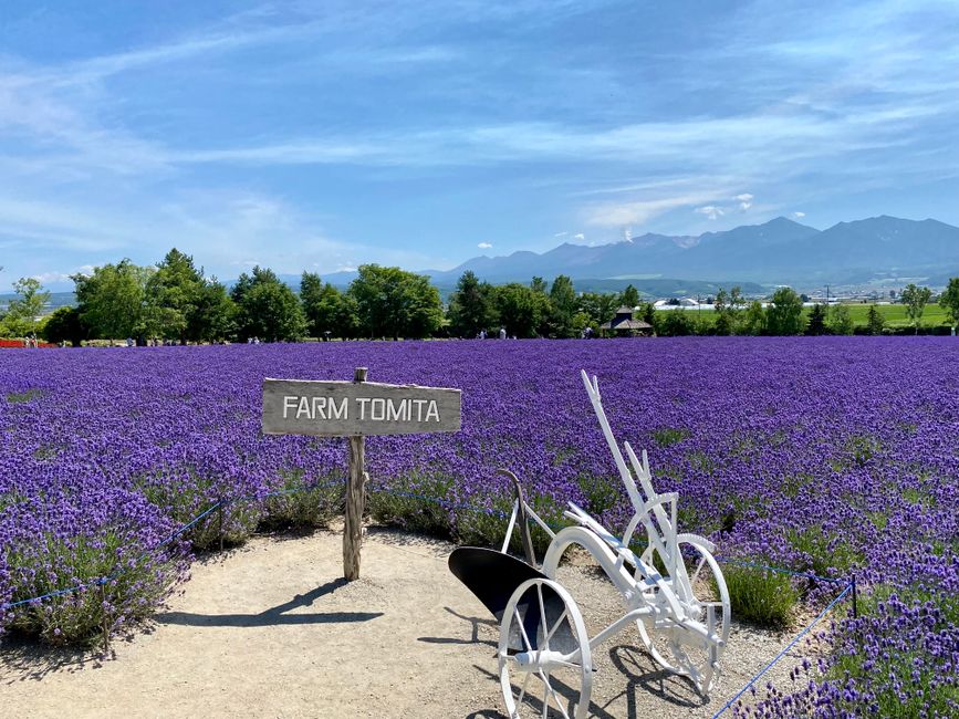 Campos de lavanda, Furano, Hokkaido