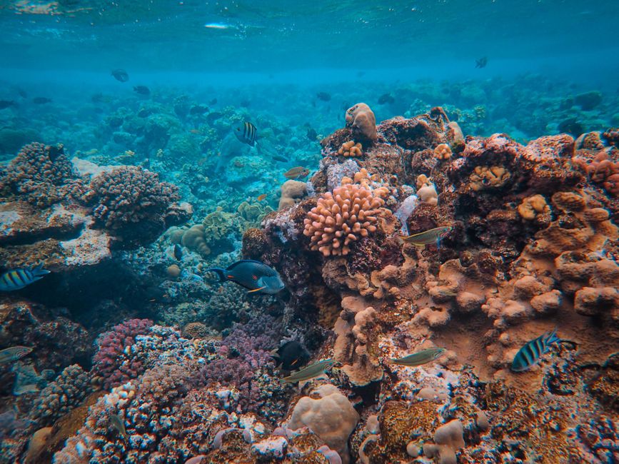 Gran Barrera de Coral
