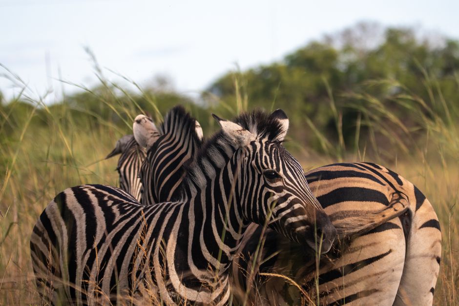 Llanuras de Busanga, Kafue