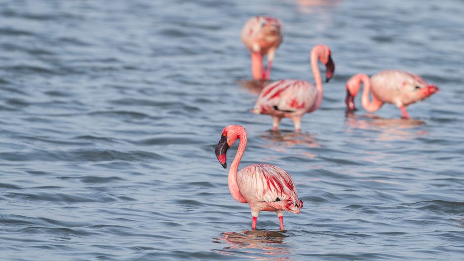 Lago Natron