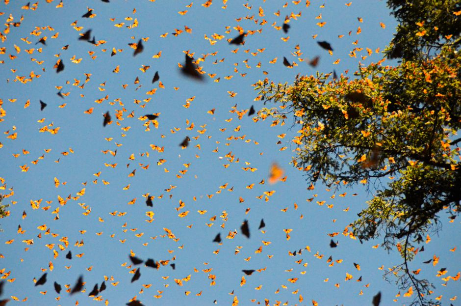 Mariposas monarca en Michoacán