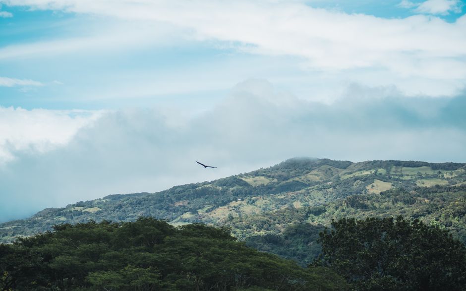 Bosque nuboso de Monteverde