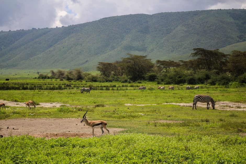 Cráter del Ngorongoro