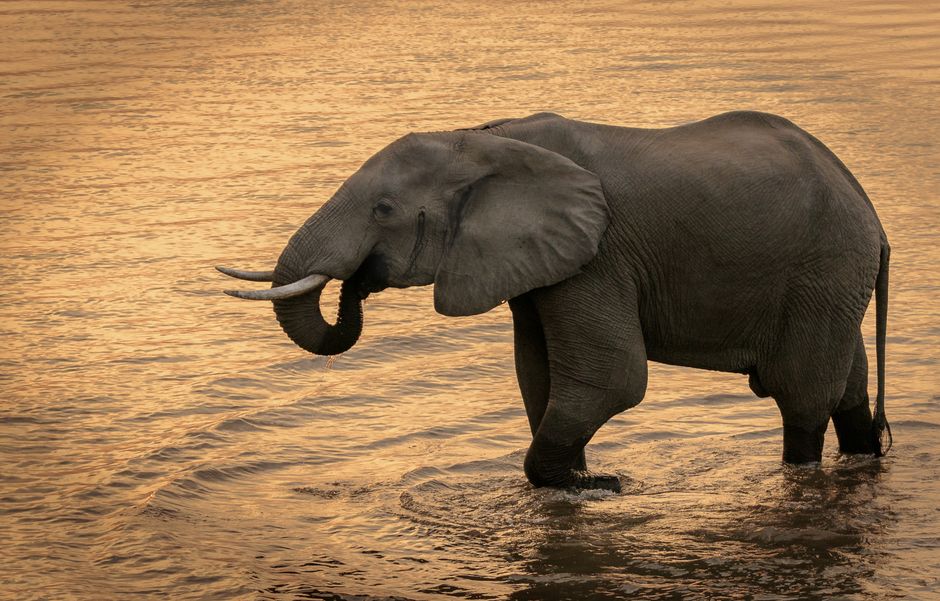 Río Zambezi
