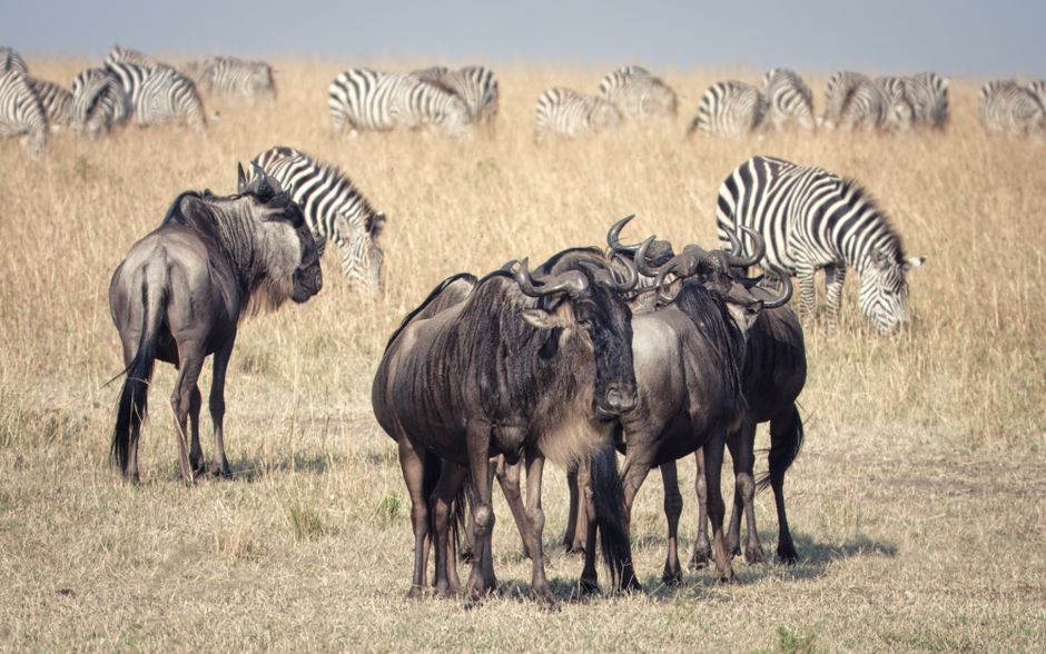 Gran migración, Serengeti