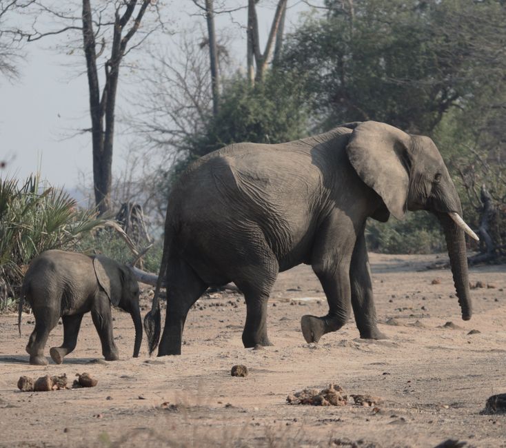 Safari en South Luangwa