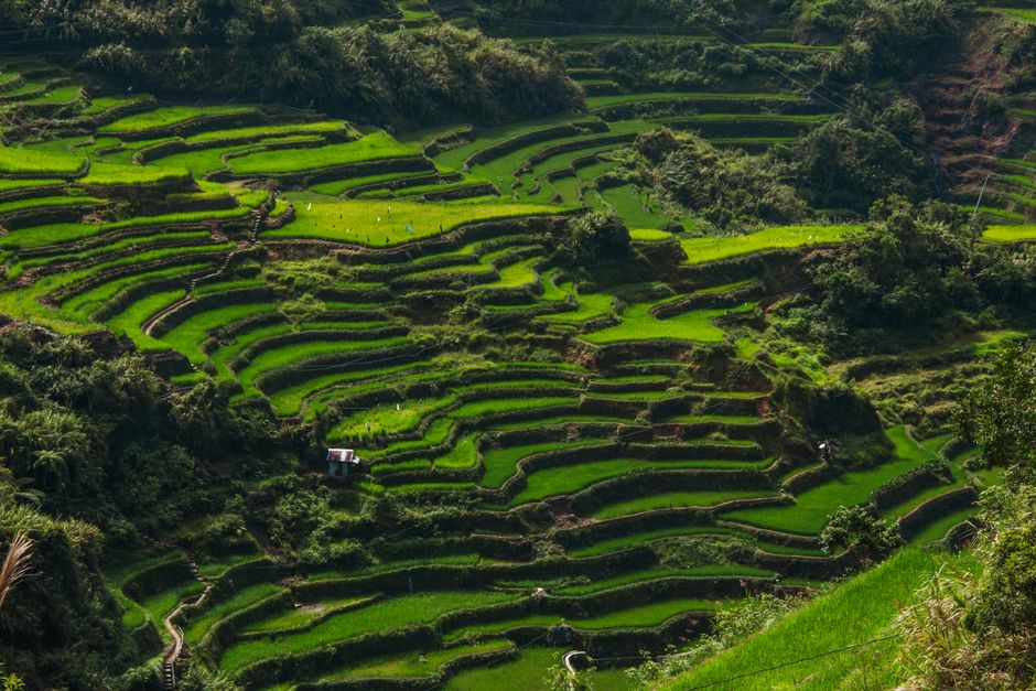 Terrazas de arroz, Banaue