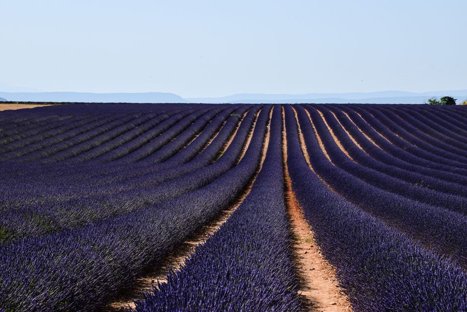 Campos de lavanda, Valensole, Provenza